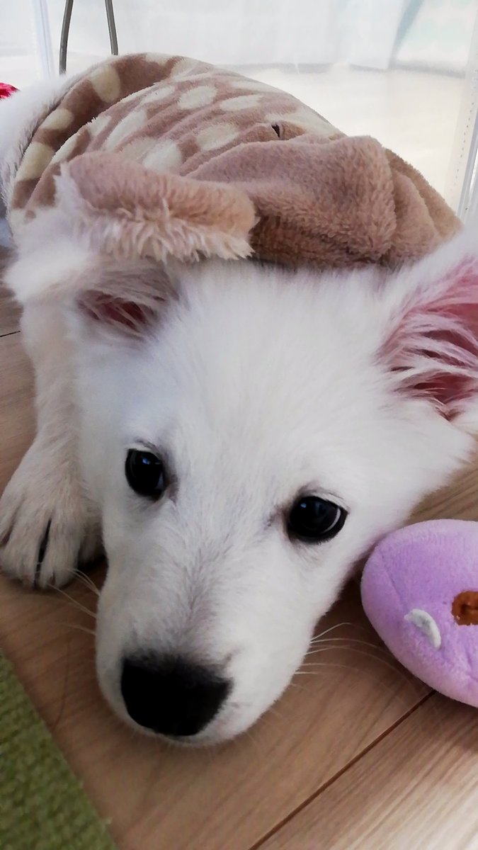 Uzivatel ハナちゃん 日本スピッツ Na Twitteru うちのスピッツが一番可愛い よね って旦那が言う度に 私はどの子もそれぞれめちゃ可愛いと思うよ と返事してます でも内心は だよね ハナちゃんがとびきり可愛いよね です 日本スピッツ 親バカ Uzivatel ハナちゃん 日本スピッツ Na Twitteru うちのスピッツが一番可愛い よね って旦那が言う度に 私はどの子もそれぞれめちゃ可愛いと思うよ と返事してます でも内心は だよね ハナちゃんがとびきり可愛いよね です 日本スピッツ 親バカ