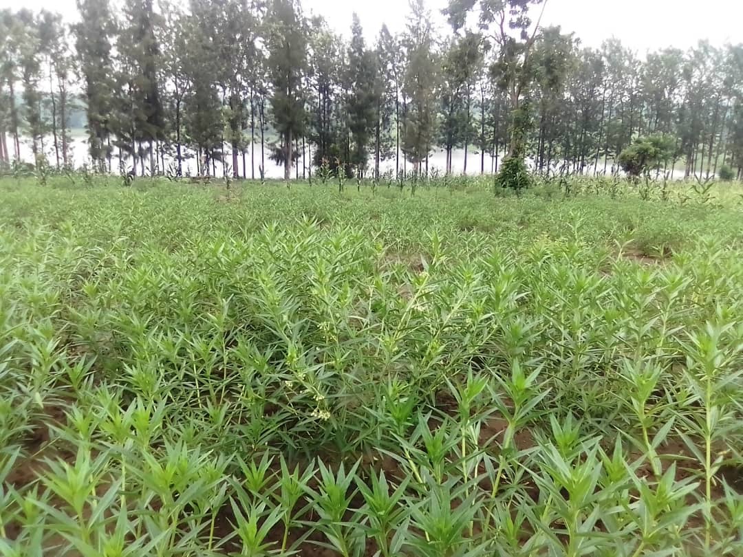 TM_Flowers's tweet photo. Farming contract between @rulindodistrict farmers and @TM_Flowers  with the support of @Duhamic1, @SAIP_RCSP  and @RwandAgriExport with the financing from @oxfaminrwanda and @EUinRW is promising on floriculture, aiming @FloraHollandEN market. Shipments to start end Jan 2021. https://t.co/GIfcsvfmjy