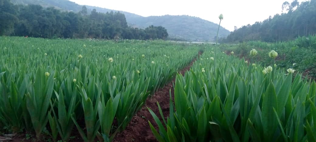 TM_Flowers's tweet photo. Farming contract between @rulindodistrict farmers and @TM_Flowers  with the support of @Duhamic1, @SAIP_RCSP  and @RwandAgriExport with the financing from @oxfaminrwanda and @EUinRW is promising on floriculture, aiming @FloraHollandEN market. Shipments to start end Jan 2021. https://t.co/GIfcsvfmjy