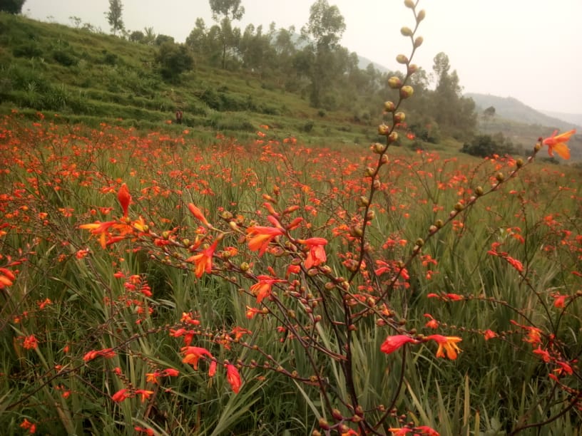 TM_Flowers's tweet photo. Farming contract between @rulindodistrict farmers and @TM_Flowers  with the support of @Duhamic1, @SAIP_RCSP  and @RwandAgriExport with the financing from @oxfaminrwanda and @EUinRW is promising on floriculture, aiming @FloraHollandEN market. Shipments to start end Jan 2021. https://t.co/GIfcsvfmjy