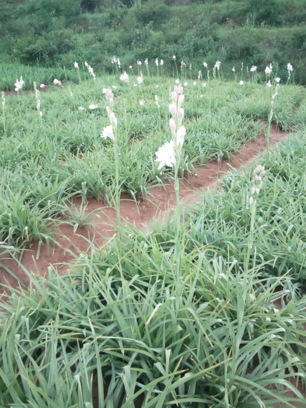 TM_Flowers's tweet photo. Farming contract between @rulindodistrict farmers and @TM_Flowers  with the support of @Duhamic1, @SAIP_RCSP  and @RwandAgriExport with the financing from @oxfaminrwanda and @EUinRW is promising on floriculture, aiming @FloraHollandEN market. Shipments to start end Jan 2021. https://t.co/GIfcsvfmjy