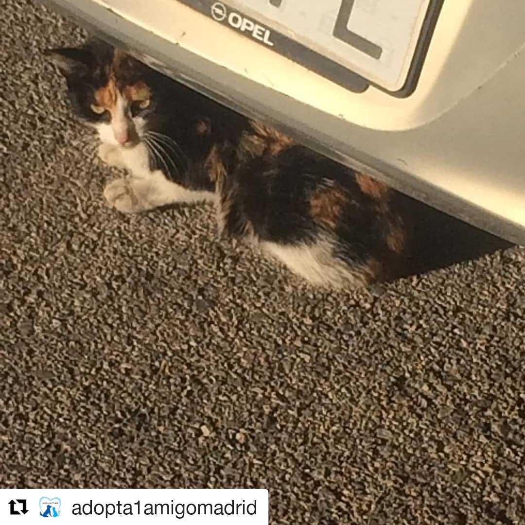prote_anim_gran's tweet photo. 🆘SEVILLA
AYUDA URGENTE 🙏🙏🙏gatita abandonada en un pueblo de Sevilla, se refugia debajo de los coches, maulla mucho y está en los huesos, va a llover y hace mucho frío, alguien que pueda ayudarla...😭😭
Contacto: 675945710 https://t.co/DVtzZu4MV4