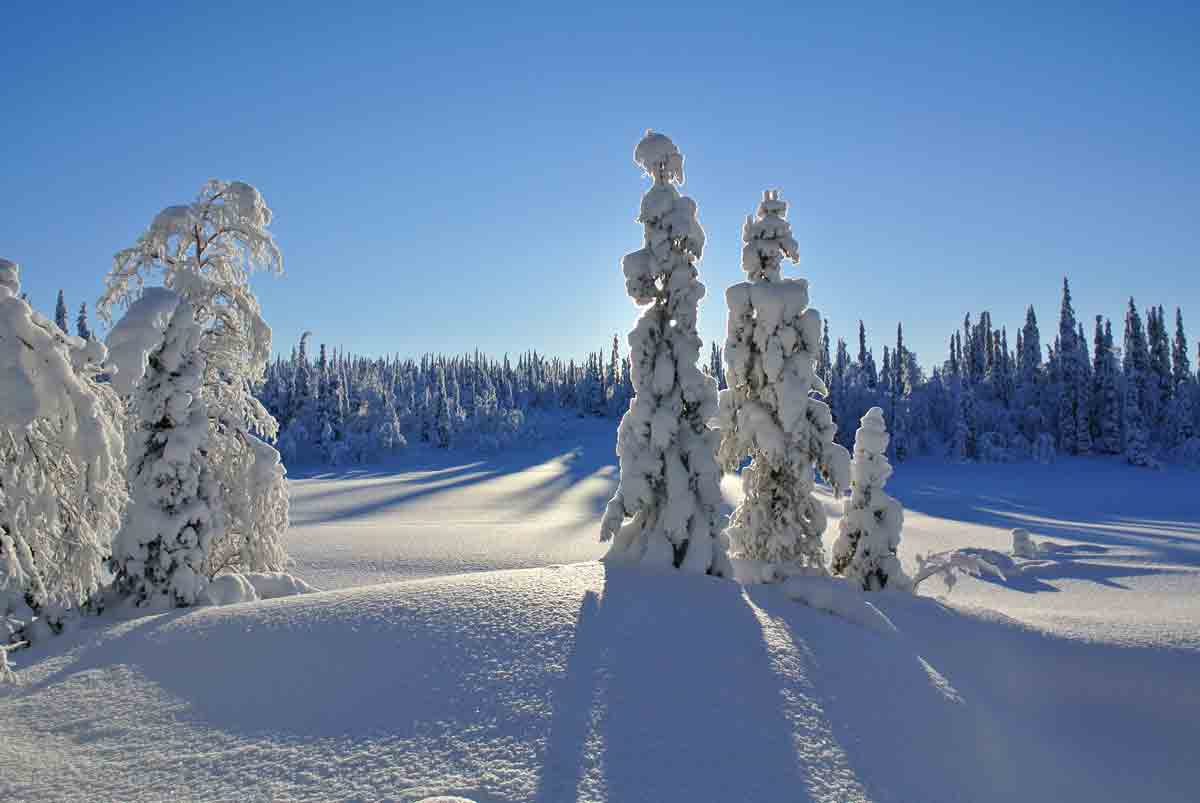OnlyInLapland's tweet photo. Stand in stunned silence among the splendor of Lapland. Welcome to Lapland's national parks.

📷 Pasi Nivasalo, Metsähallitus, Nina Pehkonen, Tea Karvinen, Visit Finland, Eeva Mäkinen, Juha Paso

#onlyinlapland #laplandfinland #nationalparks #sustainabletravel https://t.co/tXfzW1IMHT