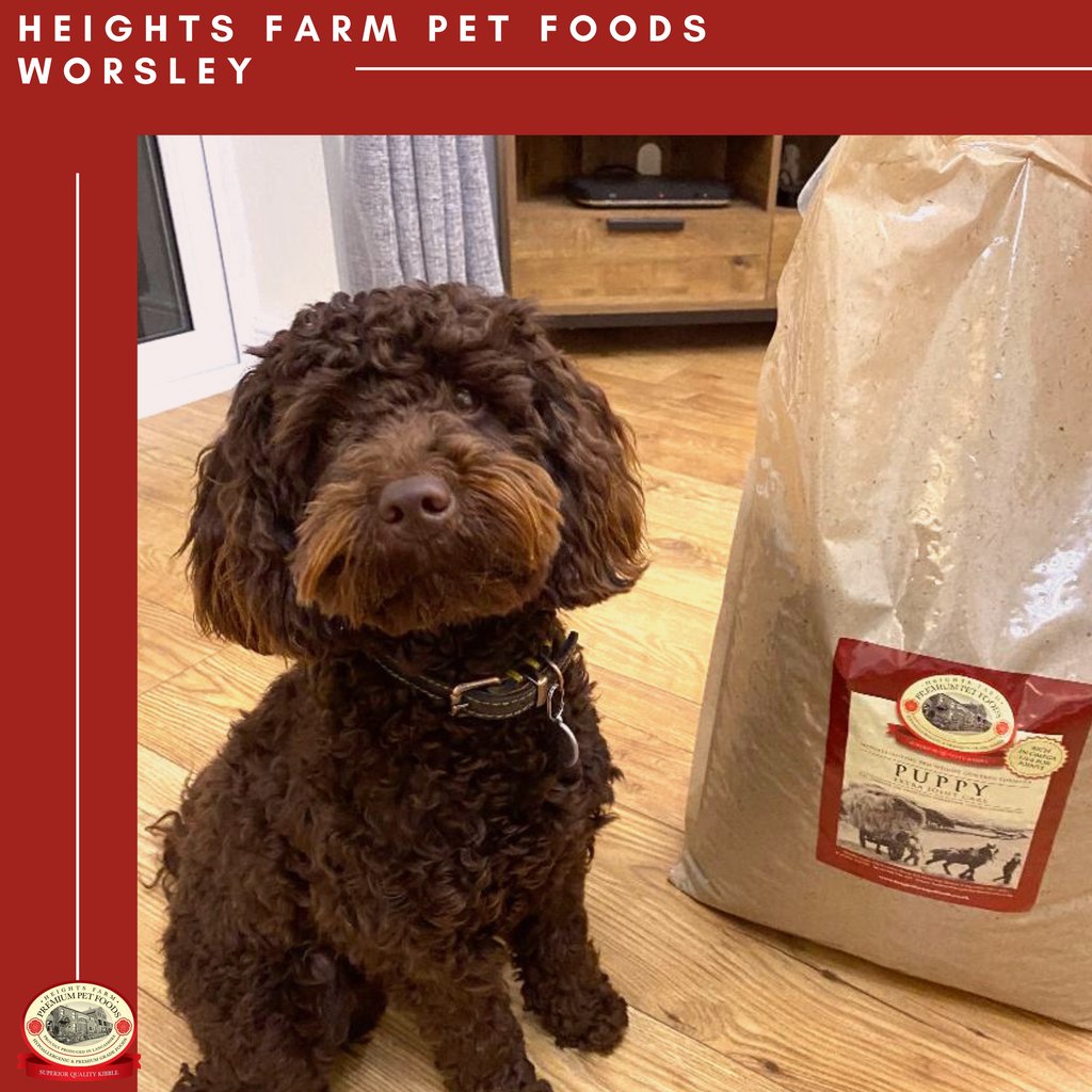 🚨NEW CUSTOMER🚨 

Meet Bobby, the 10-month-old Cockapoo. 
 A new customer of Heights Farm Worsley.
Welcome to Heights Farm Pet Foods 🐶