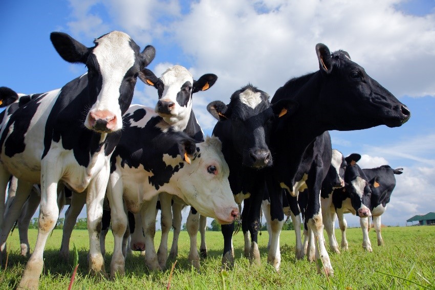 ONLINE ADVISOR COURSE - MARCH 2021

Improve your farm advisor skills! Learn to look at cows in a different way. For disease prevention, higher milk yield, and +2 lactations. 
And learn how to better communicate with farmers, to achieve better results.

bit.ly/34S5XHA