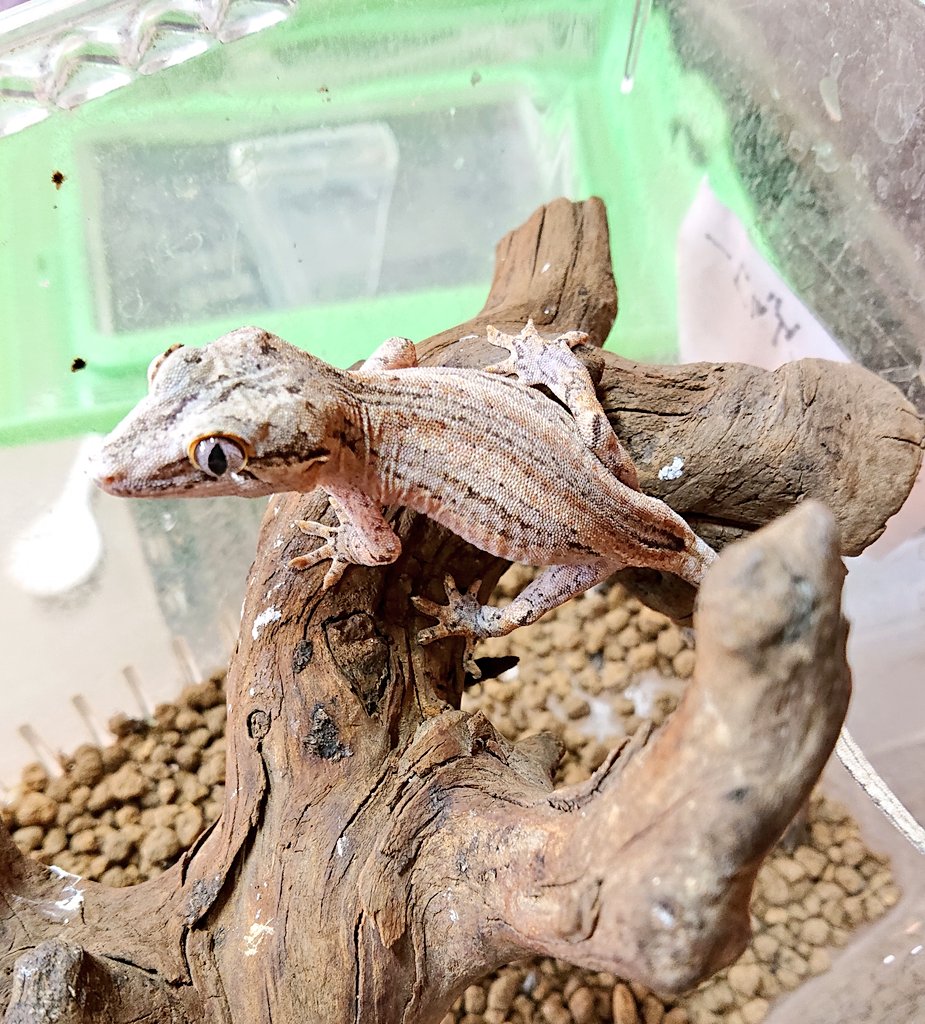 treemate02's tweet photo. チビガーゴ達
順調に成長してます(o’∀`)♪

#ガーゴイルゲッコー https://t.co/NzvWdrQsmI