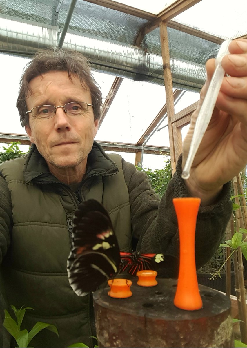 Stunning butterflies bred specially for the re-opening of 
Stratford Butterfly Farm! fully story online at destination.uk.com/news <a href="/StratButterfly/">Stratford Butterfly</a> #butterflies #thingstodo #daysout