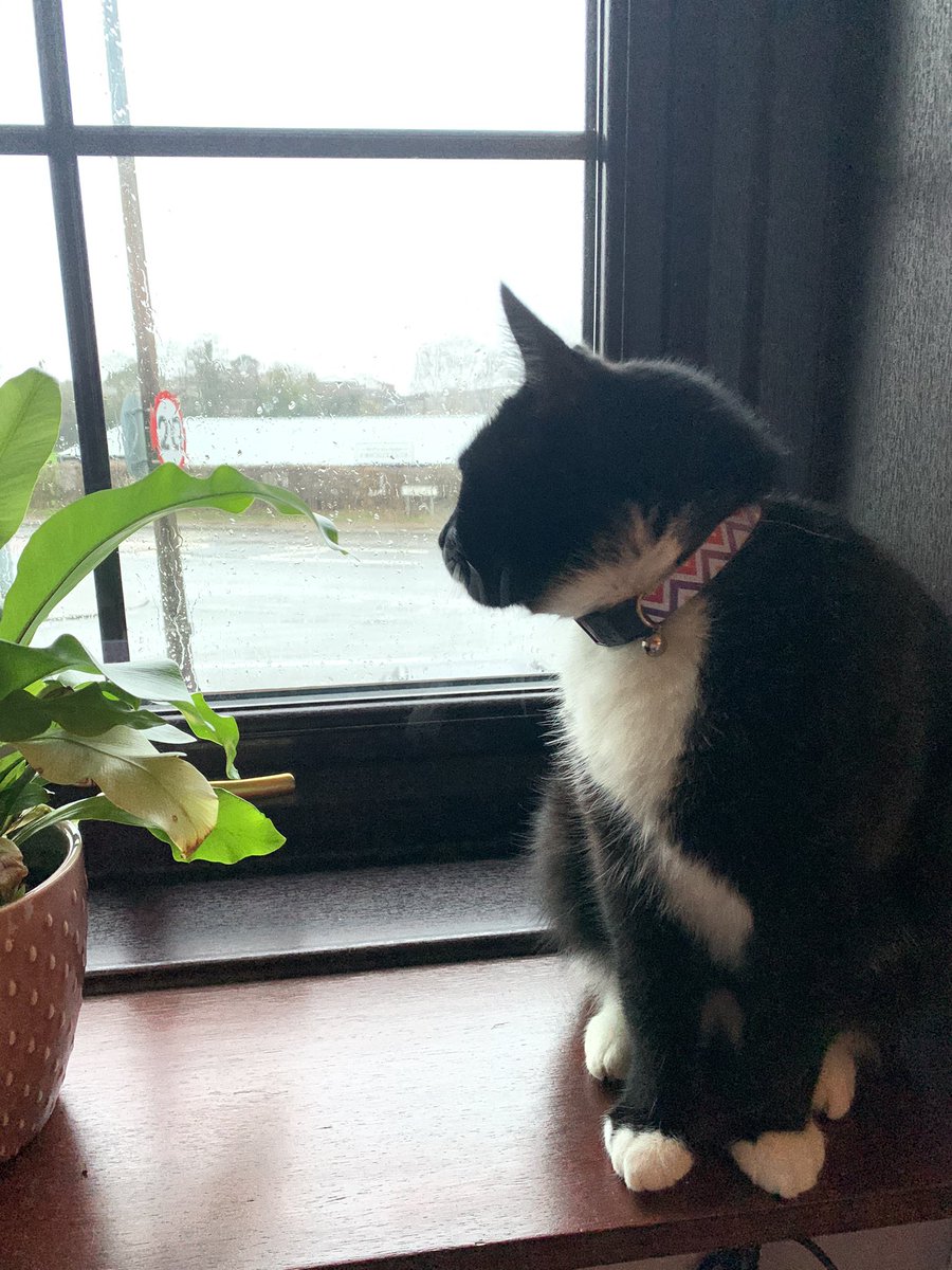 QES_Year10's tweet photo. Good morning year 10! Bet you are all staring out the window at this rubbish weather! But still try to get moving between lessons, do a home work out or better yet brave the rain and get outside for a walk!! I promise you will feel better afterwards!Have a great day!#PetsofQES https://t.co/JfxQZVgFir