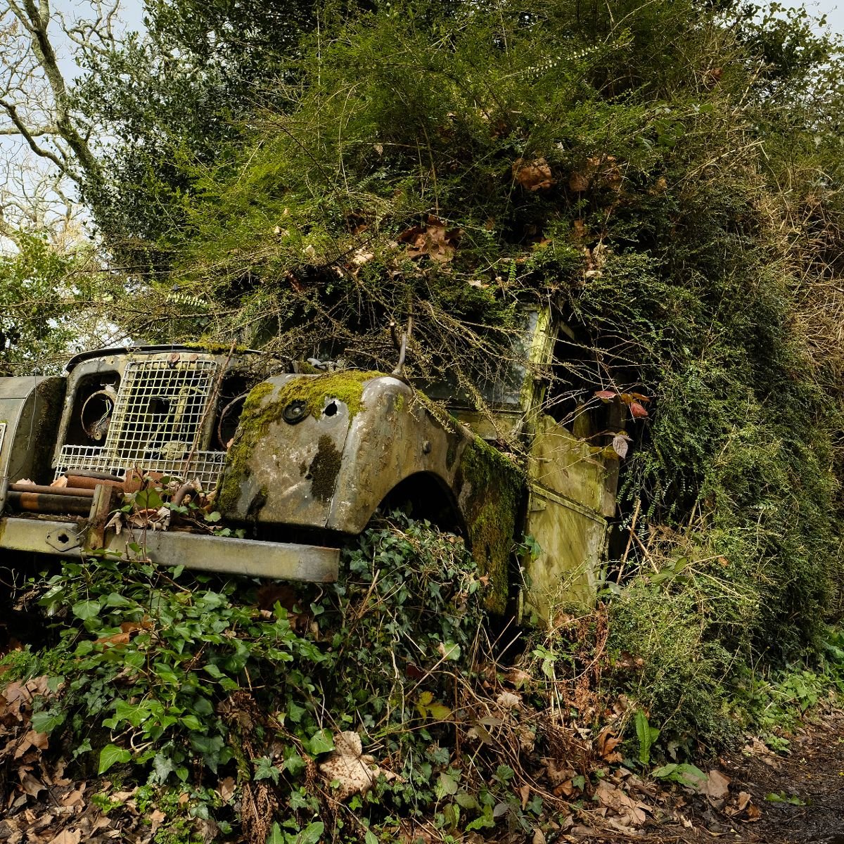 Treebeard - This Car