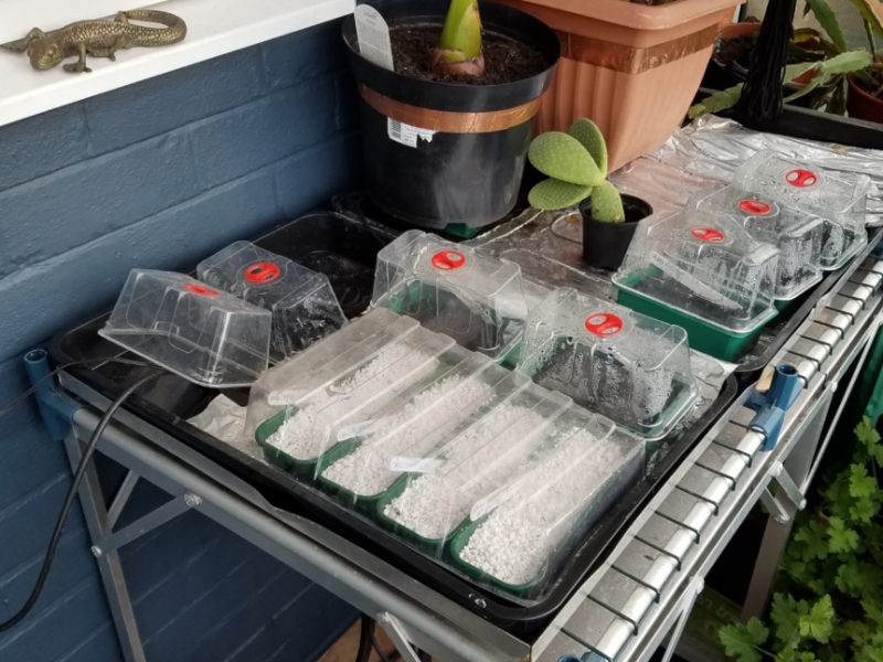 MandyCanUDigIt's tweet photo. BLOG: Sowing chilli seeds - it may seem early but hotter varieties really need a long growing season. #gardening #gdnbloggers #gyo #chillihead @mrfothergill https://t.co/BO5wwIWSGZ https://t.co/qGtI5WckM9