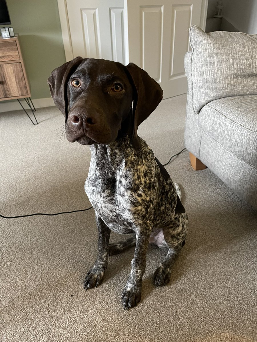 Teaching assistant is not being helpful in the slightest today. Keeps smooshing his nose on the keyboard and has been demanding lunch for the past hour. 3/10 would not employ again.