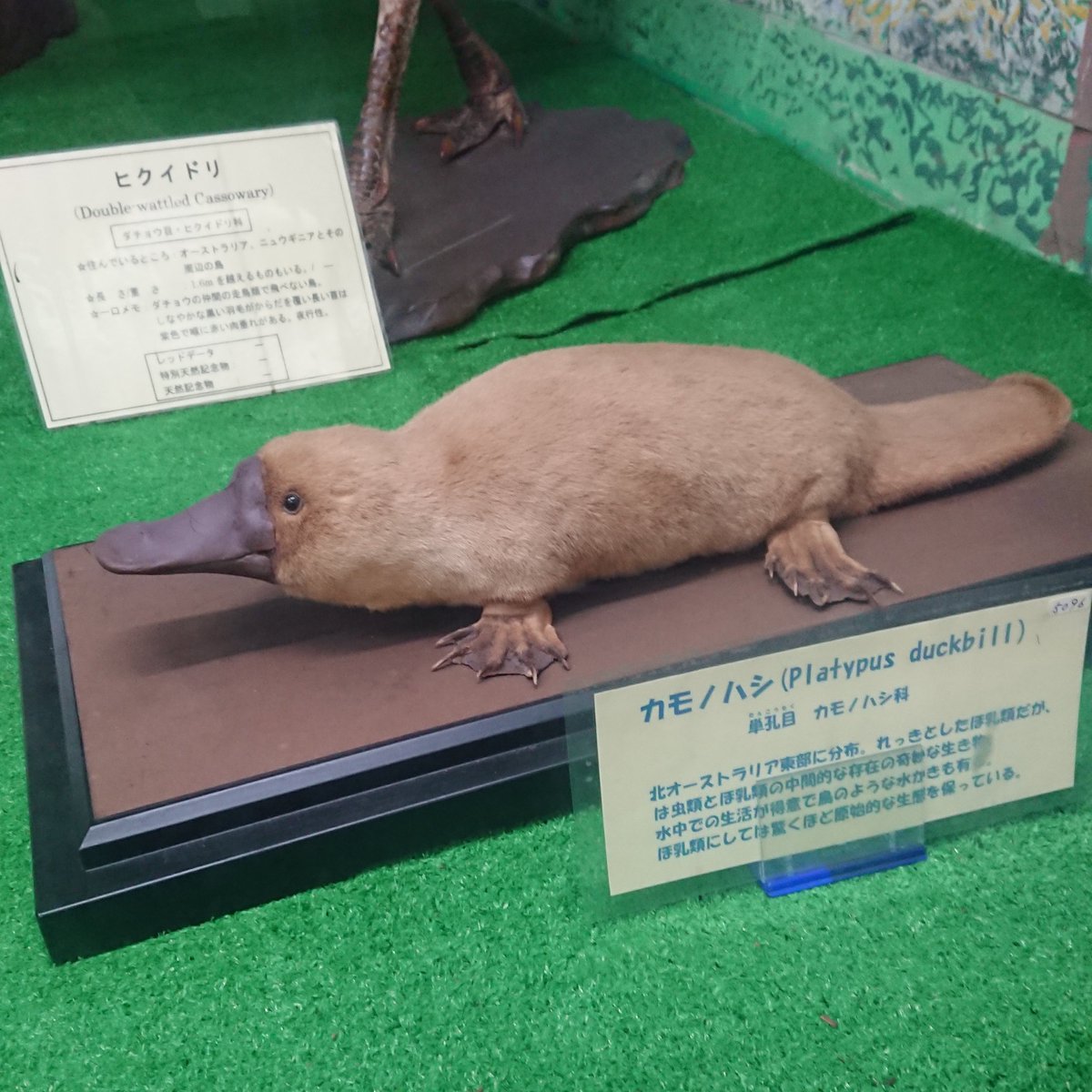動物マニアのryu郎 日本の動物園or水族館でカモノハシが見れる日は来ないだろうか 写真は つやま自然のふしぎ館より 動物マニアのryu郎 日本の動物園or水族館でカモノハシが見れる日は来ないだろうか 写真は つやま自然のふしぎ館より