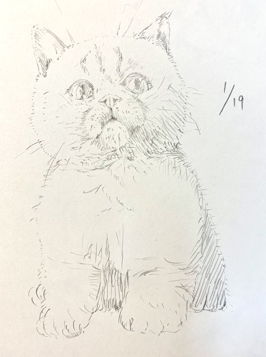 もふもふもしゃ🐈🐈‍⬛ 1枚目:ビフォー 2枚目:アフター  成長して…る?👀