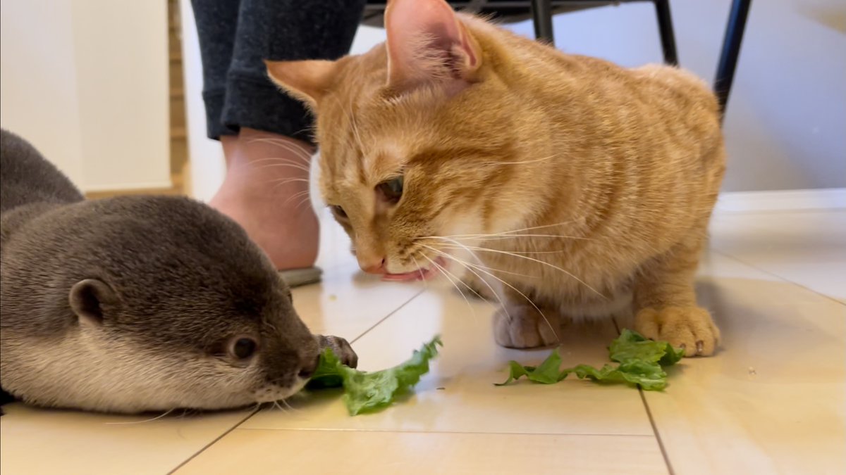 カワウソさくら A Twitter ついに食べ物を分け合って食べるカワウソ猫 T Co Zanwnslreg