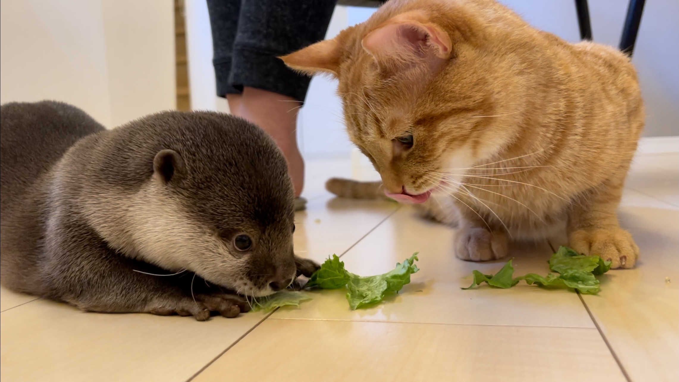 カワウソさくら ついに食べ物を分け合って食べるカワウソ猫 T Co Zanwnslreg T Co Kkur6qbsma Twitter