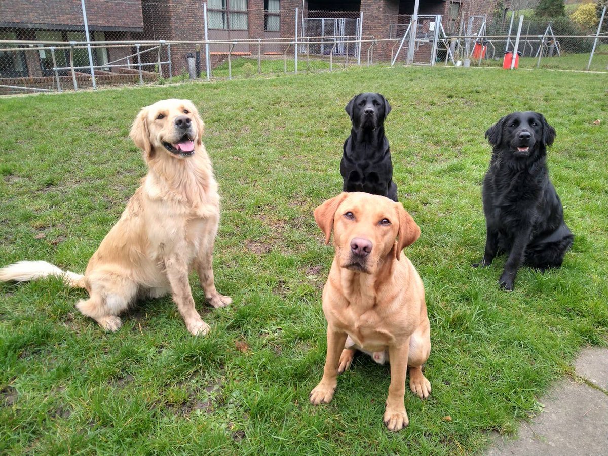 Sam's Training Pack.
Romeo (Golden Retriever), Archie (yellow Labrador), Paddy (black Labrador) and Violet (black Labrador x Retriever). 
(Photo shows 4 dogs sitting in a grassed area at Redbridge all looking at the camera.. There is a metal fence around the area.) 
#GuideDogs