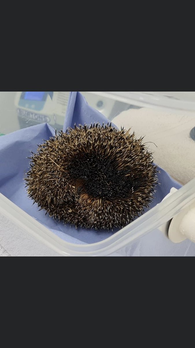 SEWH's tweet image. The RSPCA rushed this hog to us yesterday after being pulled from a bonfire, it had been nesting in a bag of grass cuttings and was very lucky to be spotted. #hedgehog #hedgehogsoftwitter #bonfire #fire #wildlife