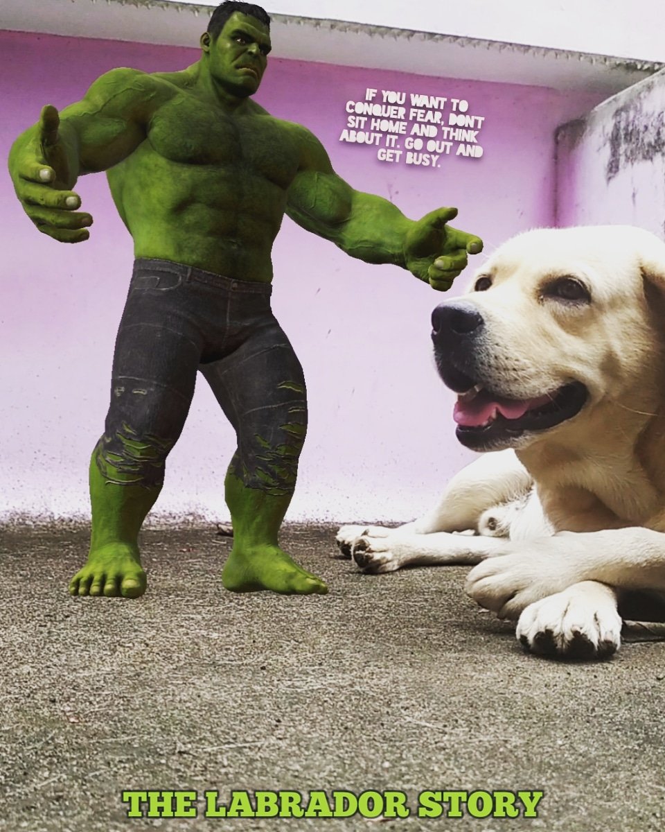 NevinJamesBen's tweet photo. The Labrador Story

Subscribe and support - https://t.co/0CkkO1AOeX

#labrador #labradorretriever #yellowlabrador #Hulk #support #subscribe https://t.co/29jf7VyTXF