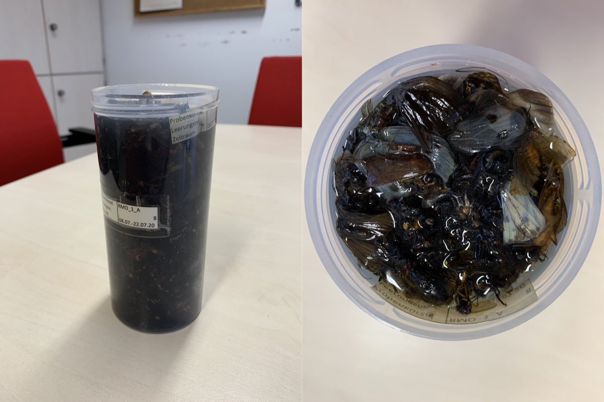 leeselab's tweet photo. We used #kicknet arthropod mock & #Malaisetrap #biodiversitysoup samples from @Senckenberg @buchner_dominik @eLTER_Europe - 6 diff. volumes, 14 extraction replicates each. Results: ๐๐พ Small volumes perform great. May differ for other samples #ReducePCRvolume #MaximizeReplicates https://t.co/Ra5XqlY84K