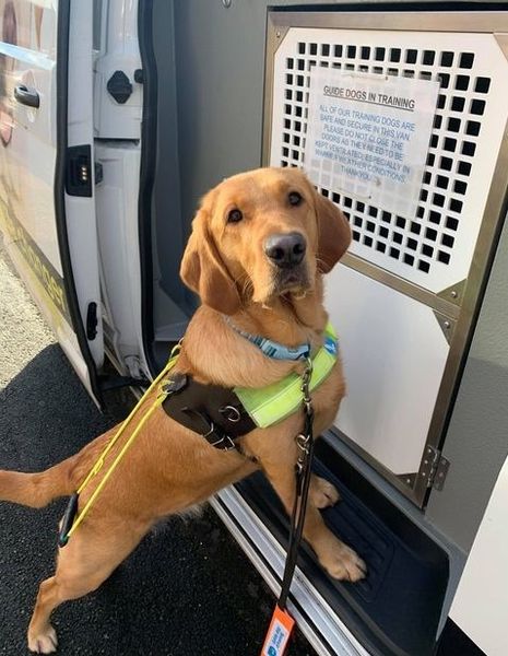 Beautiful Emily 
Photo shows Emily (Gret/Lab) wearing her training harness turning to look at the camera with her front paws on the edge of a training van.
#GuideDogs #labradorretriever #dogsoftwitter