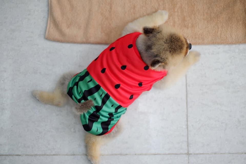 sirinda___'s tweet photo. แตงโมลูกใหญ่มาก5555555

#Chopper https://t.co/lVVRTsRRaI