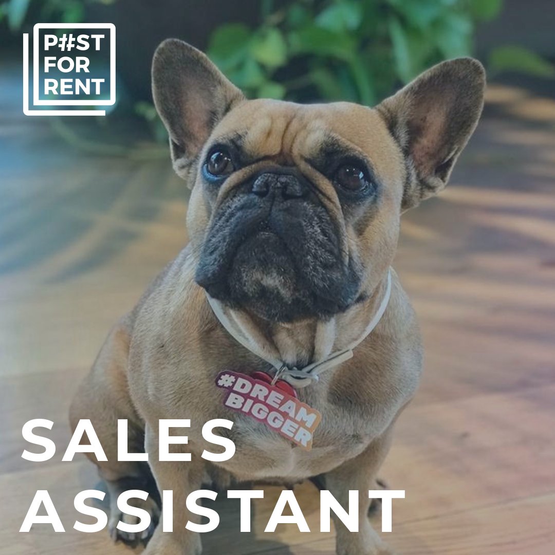 pfr_group's tweet photo. It's Post For Rent Tails time again! 🐾
This week let us present to you our Global Sales Assistant, Bambú, who is the best at networking and communicating with clients. Our Barcelona office wouldn't be the same without her!  #officepets https://t.co/xX57aPHR0B
