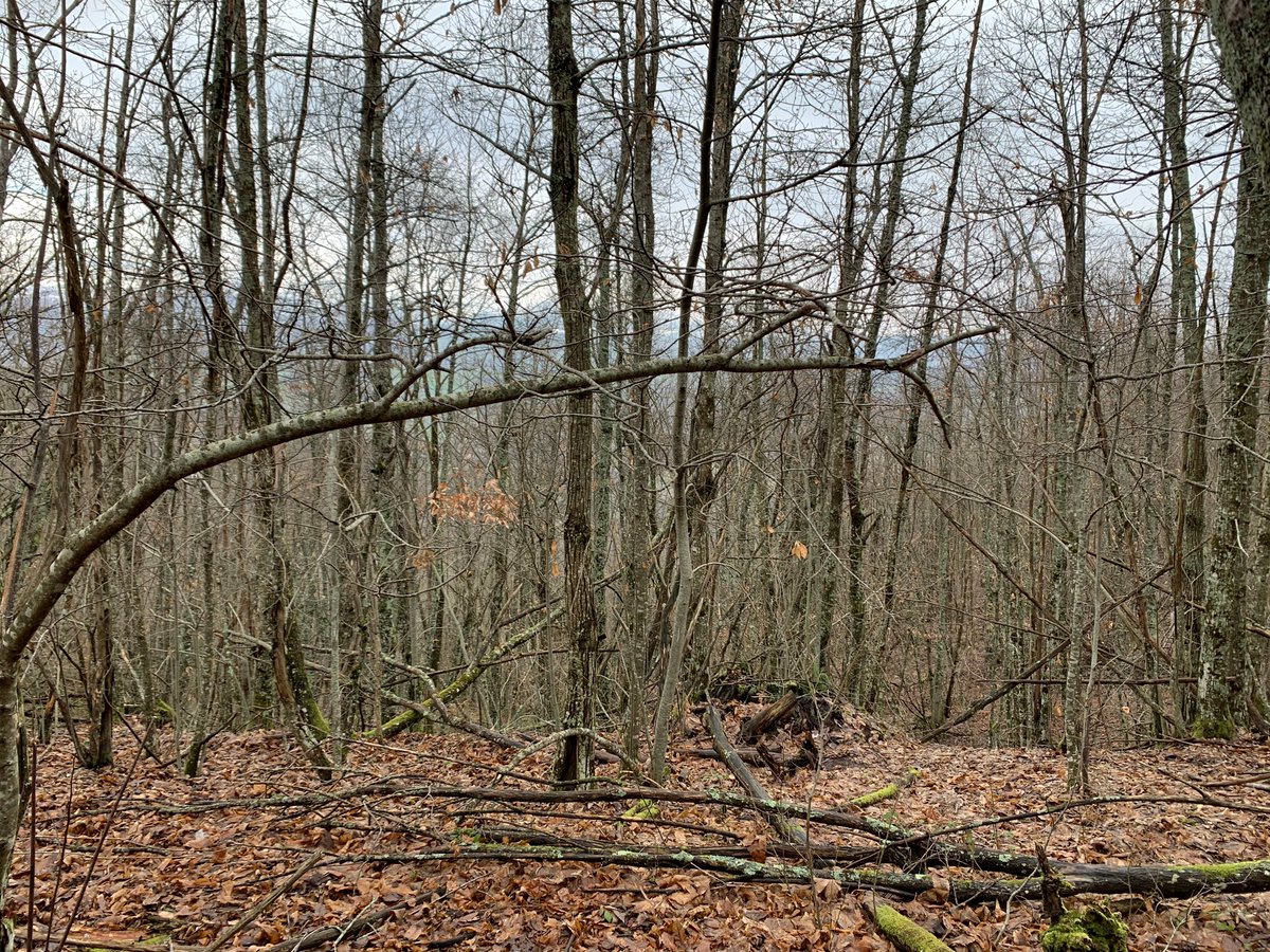 FondazioneCS's tweet photo. Rilievi 8 gennaio 2021 bosco di castagno situato fra Firenzuola e Cornacchiaia per valutare la possibilità di utilizzo degli assortimenti nella produzione di doghe di castagno per produrre i Carati (Progetto #Revival) @UNI_FIRENZE @CNRsocial_ 

https://t.co/Ktzha3g0mf https://t.co/HmsM5RXPpx