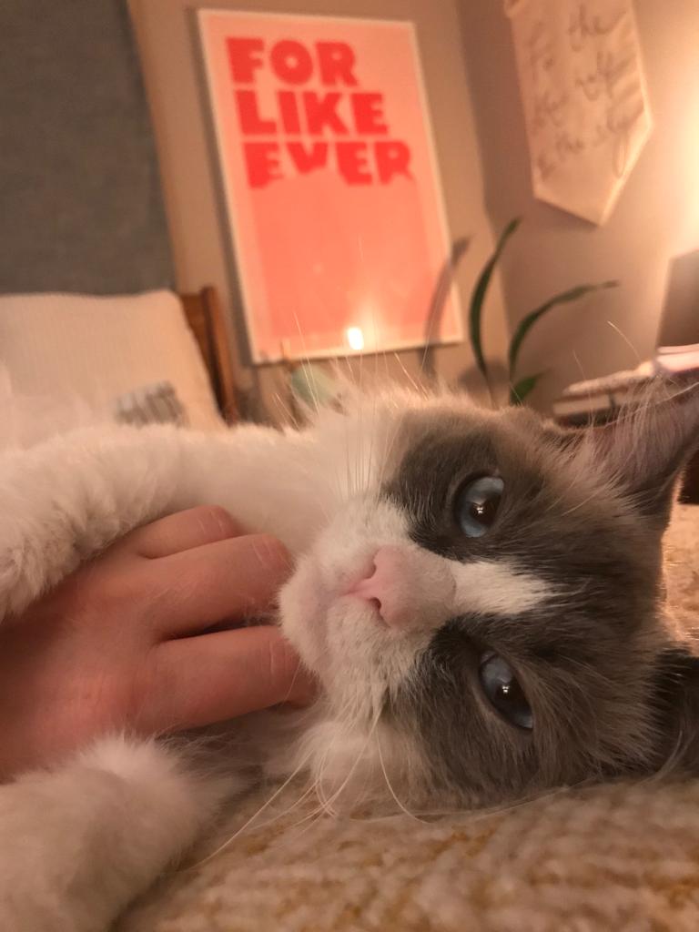 Just a bit little longer in bed I think...
#cats #CatsOfTwitter #ragdollcats #goodmorning #tuesdayvibe