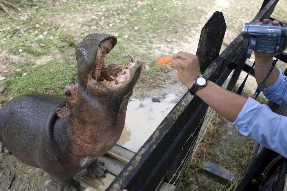 ParisMatch's tweet photo. En Colombie, les hippopotames de Pablo Escobar sont "hors-de-contrôle" https://t.co/7ep3vdjqLf https://t.co/Tp8wYkuimP