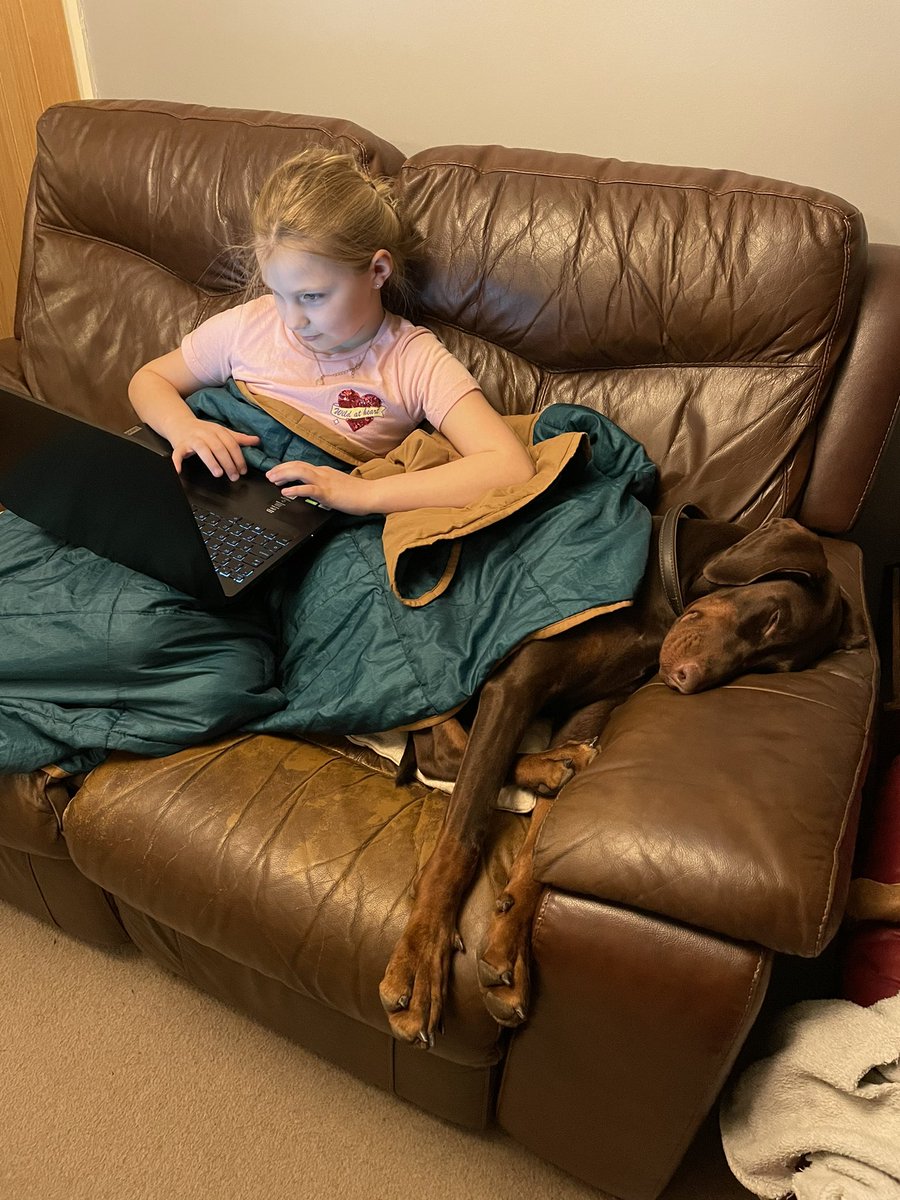 almost_mrs_k's tweet photo. @CarltonMiniY5 EdShed and cuddles, Miss Indie is making a great teacher whilst I am working! https://t.co/XJjhrM9c9H