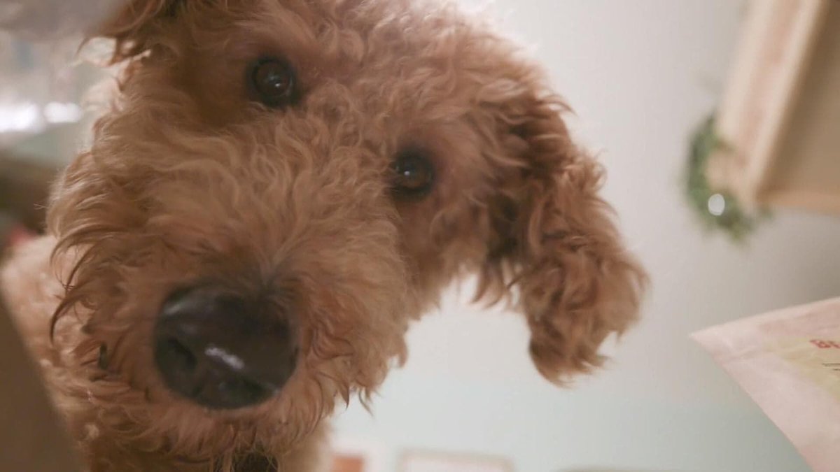yourdogsclub's tweet photo. What a fantastic start to our crowdfunding campaign, into overfunding within minutes. We’ve been inundated with enquiries for our new release of equity yesterday afternoon – this is a limited release which is going fast, don’t miss out! https://t.co/naahnZwy0r https://t.co/ouSlmqkWIb