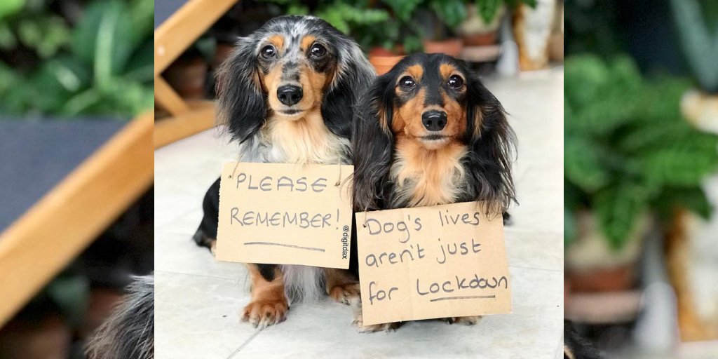 Just a reminder for those getting a puppy/dog in lockdown. ☝️🐶 Please ensure you can still look after them when life returns to 'normal'. So many dogs are being returned and re-homed after owners decide they can no longer cope or look after them when returning to work.