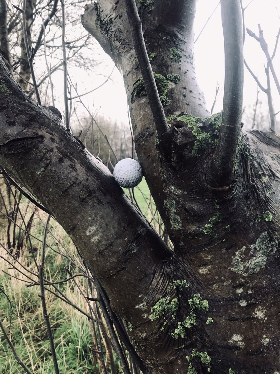 Quite a shot, if it’s real. Scout’s honour I didn’t set this up. It’s in a tree on the edge of the local golf club’s practice ground. I recall Bernhard Langer successfully played a shot out of a tree as did Sergio Garcia. https://t.co/91D5rb80ZW