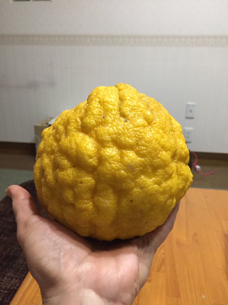 鬼柚子 鬼柚子