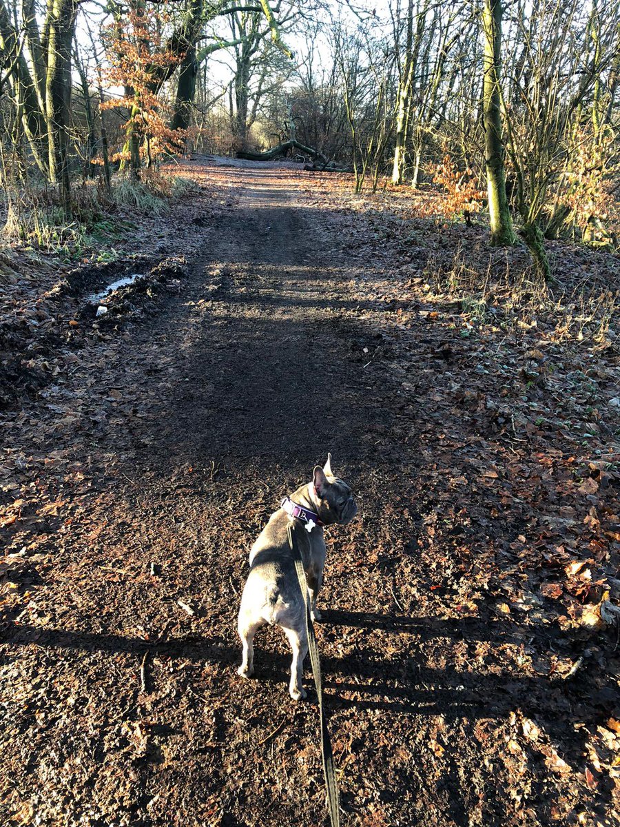 DofEGlasgow's tweet photo. Chris: “Walking is such a great physical activity! It gets you outside and in the fresh air, I can take my dog and it really makes me feel better. Oh and it’s free!!” #dofeglasgowsectionideas #physicalsection #dofewithadifference @TBF_Glasgow @DofEScotland https://t.co/ORsw9w6C5w