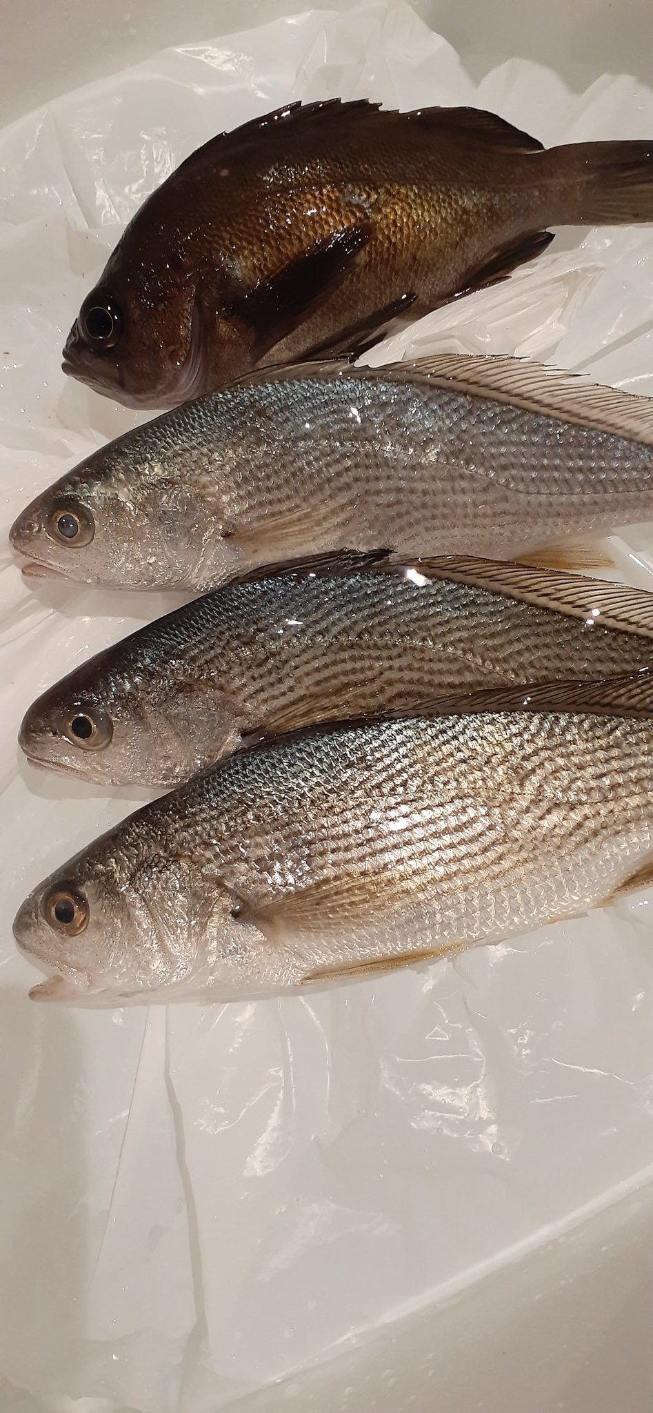 Osteria E Bar Calabria V Twitter なかなかツイート出来ず遅れましたが21年の釣り初めは黒いめでたい魚 クロダイ を狙い相模川河口へ 見事にボウズ まったくめでたくありません そして延長戦は大磯港へ しかしめでたい魚は釣れず手のひらメバル