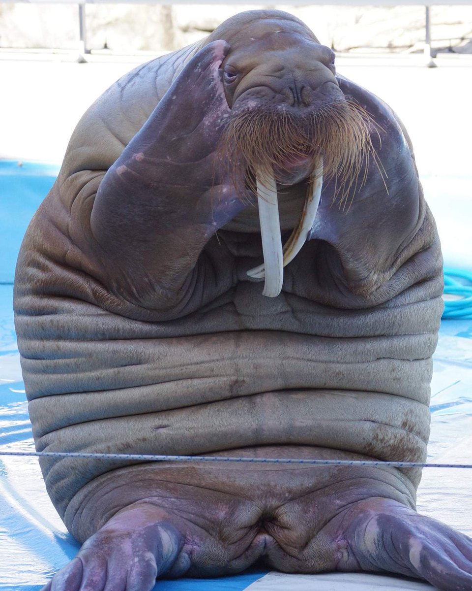 むぅ 着実に お腹が これになりつつある セイウチ うみたまご ミーちゃん Walrus むぅ 着実に お腹が これになりつつある セイウチ うみたまご ミーちゃん Walrus