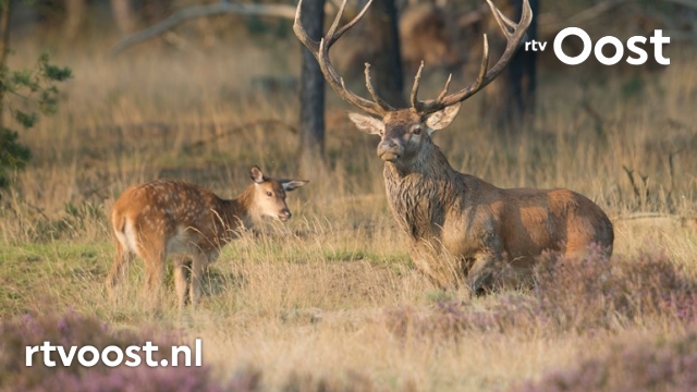 rtvoost's tweet photo. Van Nederlands planten- en dierenrijk is 85 procent verdwenen https://t.co/q3V0KhFH5u #rtvoost https://t.co/SJG0f2tRpz