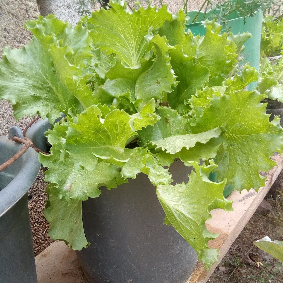 stephane_kobena's tweet photo. Mangeons Bio avec une agriculture respectueuse de l'environnement.@edemdalmeida @andycostaci @AmbSuisseCI @EcologieUrbaine @ecowas_agric @ALatouri @EWestaway @DonaldAkoutey1 @SarahTraboulsi https://t.co/B7V9nbFbdJ
