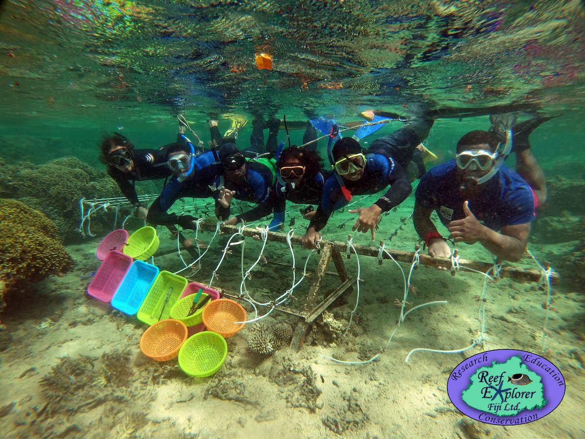 redlisteco's tweet image. Coral restoration is becoming a growing tool in many countries!👏

In order to support ongoing coral restoration effort in Fiji, Reef Explorer recently have conducted several trainings and hopes to offer more in 2021 🇫🇯

👉iucn.org/es/node/34124

#Corals
@IUCN_Oceania
@IucnOcean
