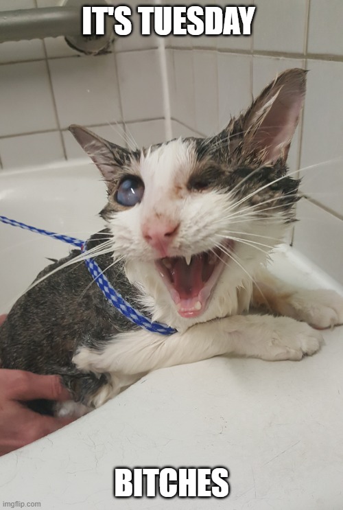 rodryanshow's tweet image. I have no words for how disturbing this meme @karynamy (Karyn the Crazy Cat Lady) sent us 

WE ARE LIVE IN LESS THAN AN HOUR!!! 

thebuzz.com/listen 

#wow #somanyquestions #happyTuesday