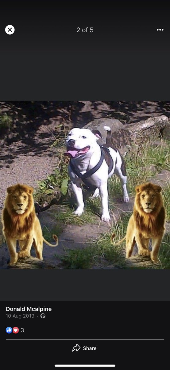 hahahaha this is the best comment/ profile I’ve ever been involved with. The lions 