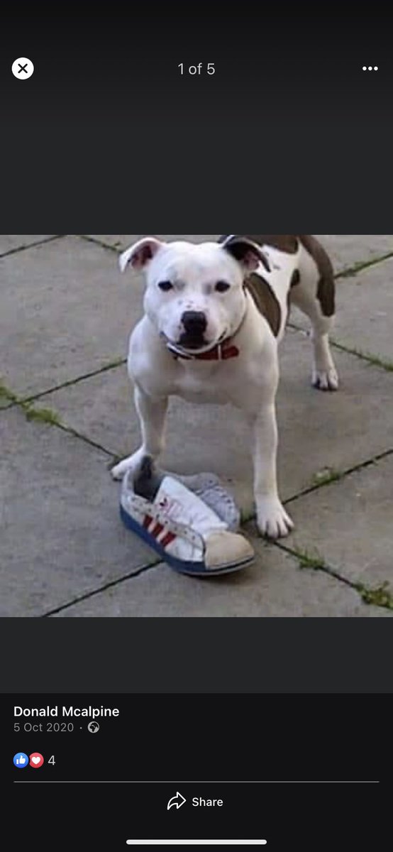 hahahaha this is the best comment/ profile I’ve ever been involved with. The lions 