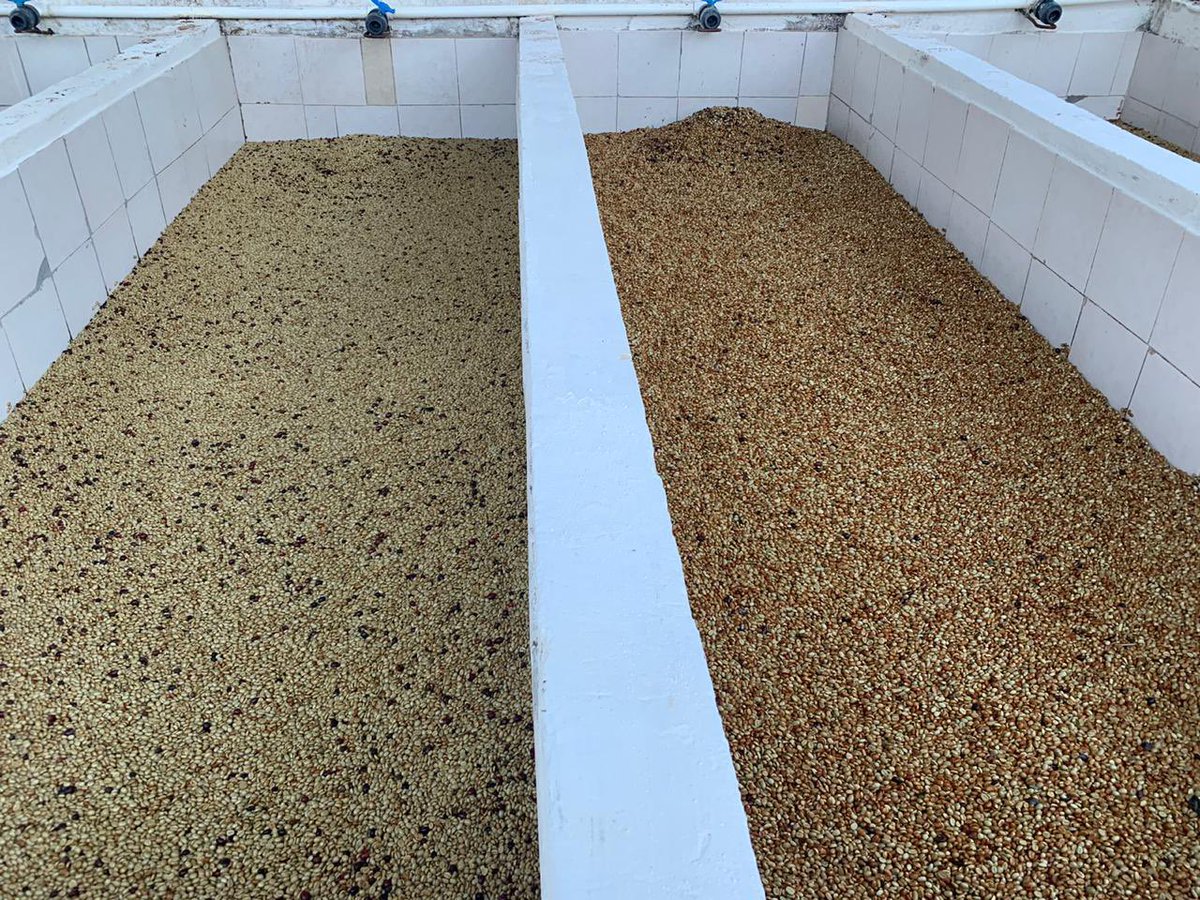CoffeeConsulate's tweet photo. Coffee processing @FincaLaBuenaEsperanza experimenting with different styles of washed and natural coffees #coffee #coffeeprocessing #coffeefermentation #coffeescience #coffeeresearch https://t.co/shAkqmWYIl