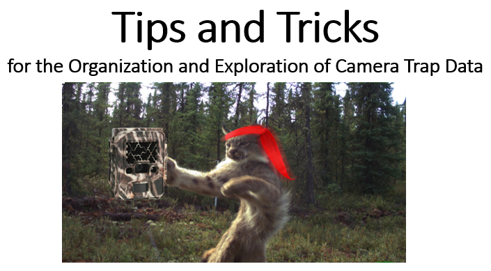 wildco_lab's tweet photo. Do you need tips and tricks for the labelling and organisation of camera trap data? #WildCo post-doc @Chris_Beirne gave a talk on this subject as part of the @TheCMIAE CREDtalks series - and it is now available online: https://t.co/o1AVXakPlv https://t.co/dZXGCFbm9k