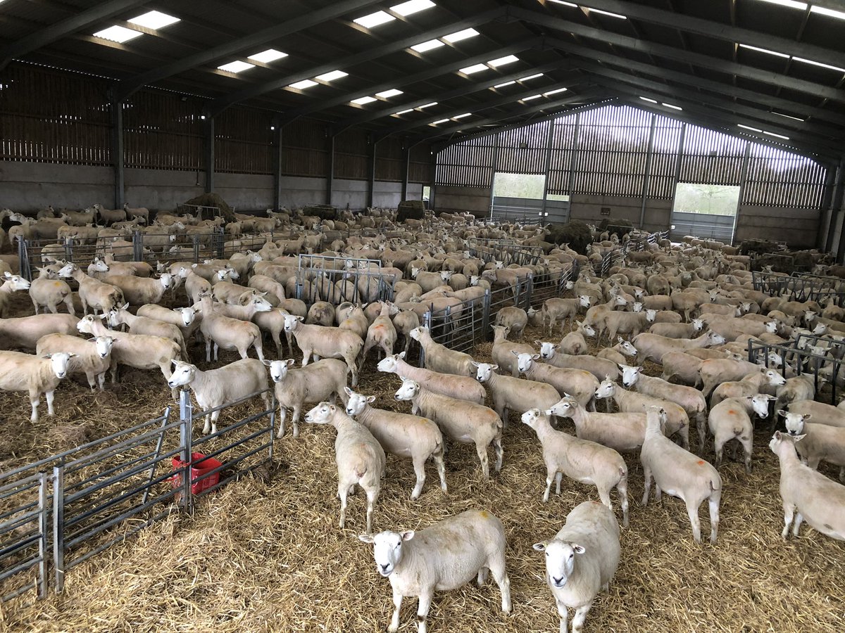 Ewes looking spot on this winter after taking the wool off them. Very healthy, loads more room. They will be turned out in March to lamb during April for 3 weeks.