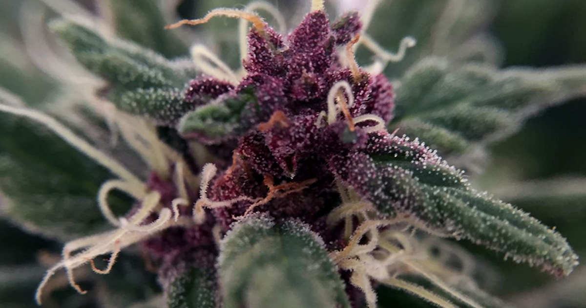 herbies_seeds's tweet photo. 🌿 Seed strain: Purple Bud Auto (White Label)
🙋‍♂️ By: deFharo
📔 Source: growdiaries

🔍 Available on our website

Chilled and tranquil 🌌

#herbiesseeds #cannabisseeds #cannabiscultivation #gettinghigh #cannabiscommunity  #hemp #cannabis #marijuana https://t.co/hdAcuUcTdN