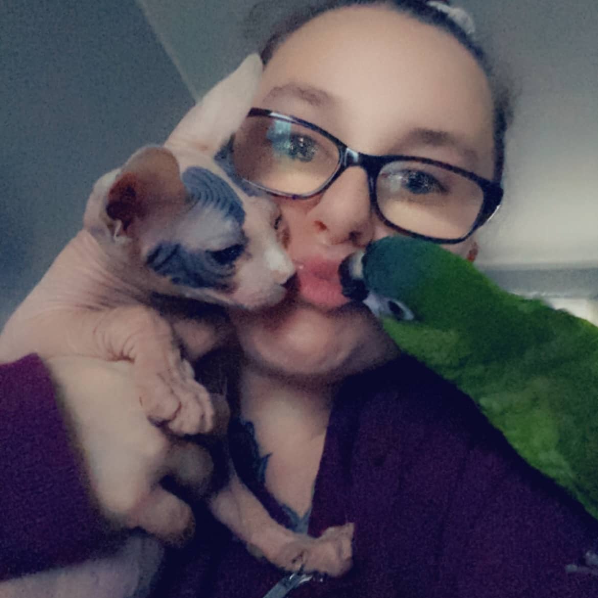 Good Morning! I hope this answers all of your questions...Yes, all of my animals do get along 🙂