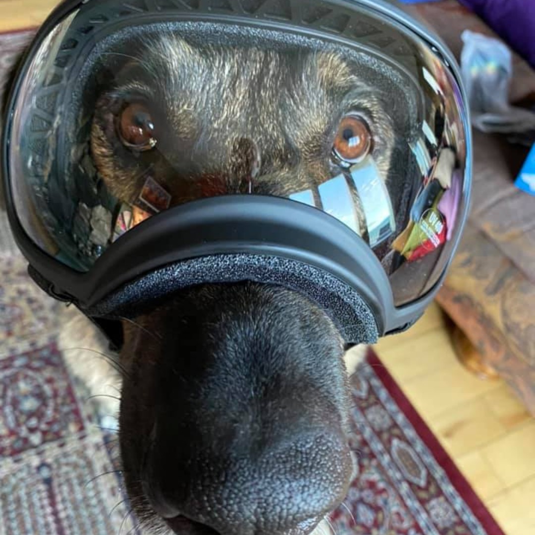 Even our K9 companions need personal protective equipment at times. Ada, a German Shepherd-Bernese Mountain Dog cross, demonstrates how to properly wear goggles. 
(JM)