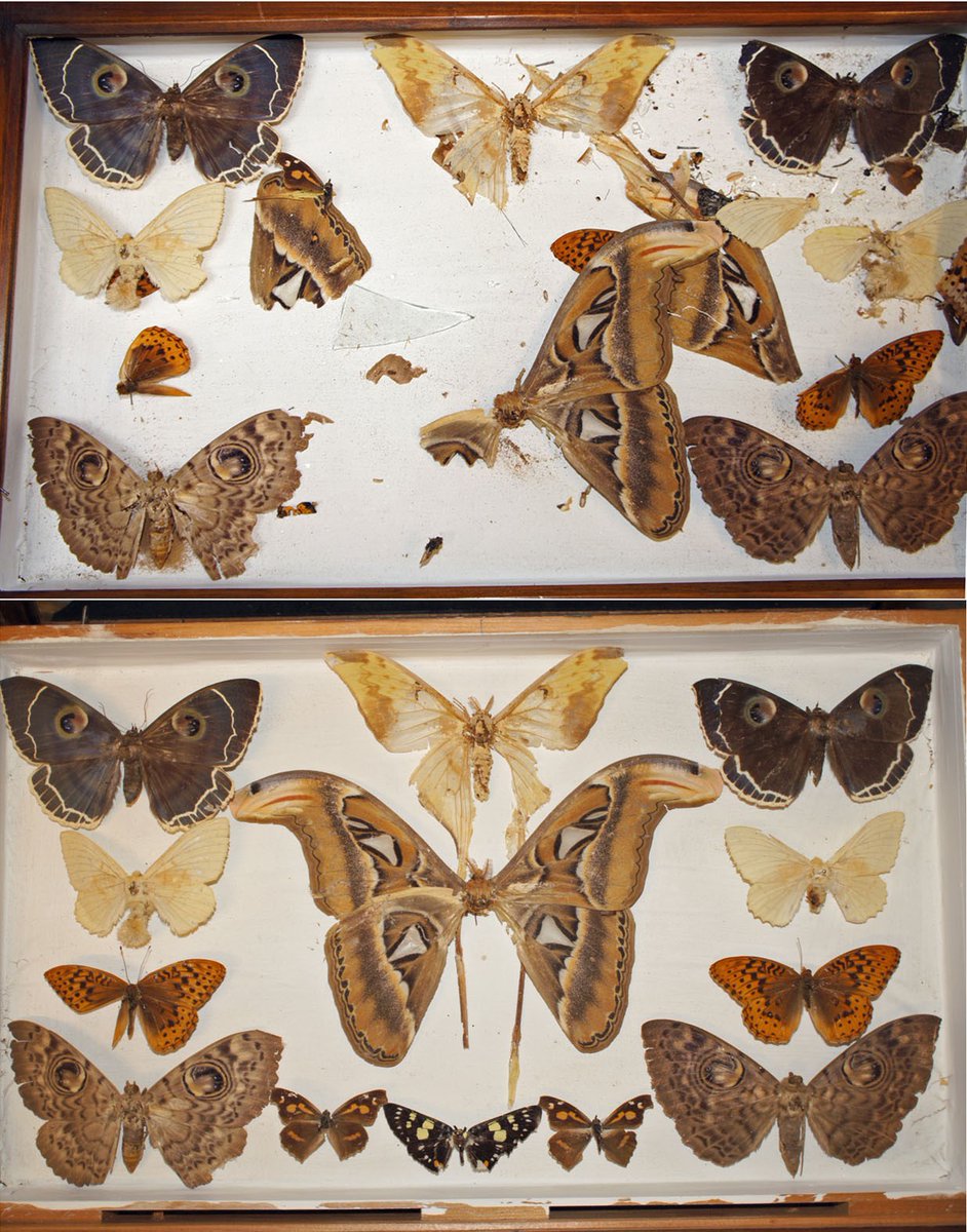 1. The prospect of repairing fragile items like pinned insects may bring conservators out in a cold sweat! Some years ago I developed a technique with Japanese fine Gampi tissue that works. This case from the  @nationaltrust shows what can be achieved  @Nat_SCA  #NatSCAConservation
